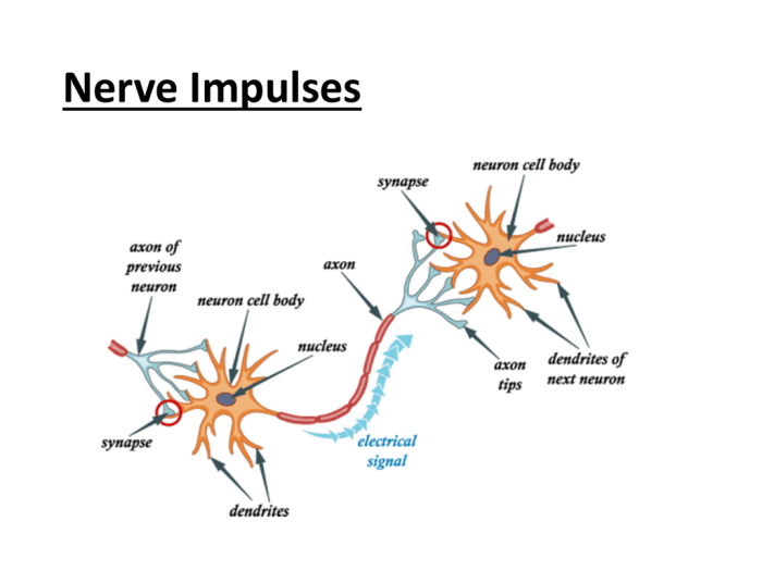 The anatomy of a nerve impulse worksheet