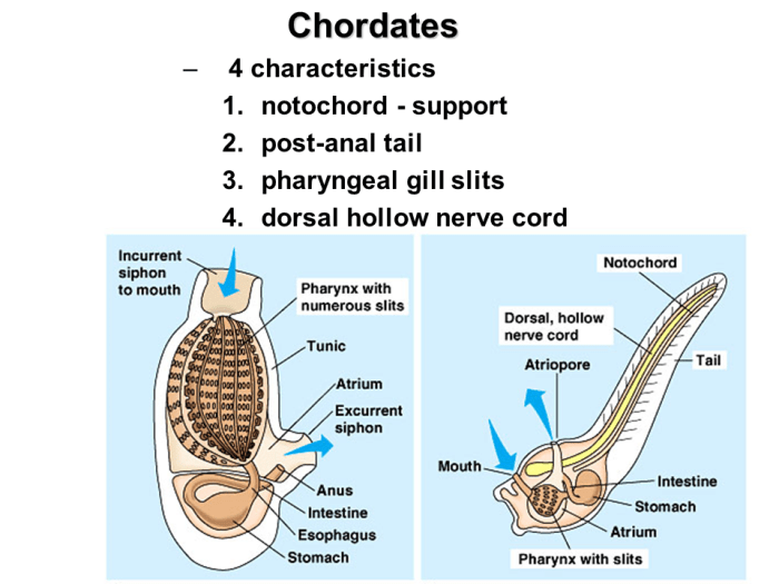 Section 33-3 form and function in chordates