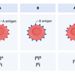 Codominance and multiple alleles answer key