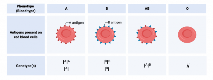 Codominance and multiple alleles answer key