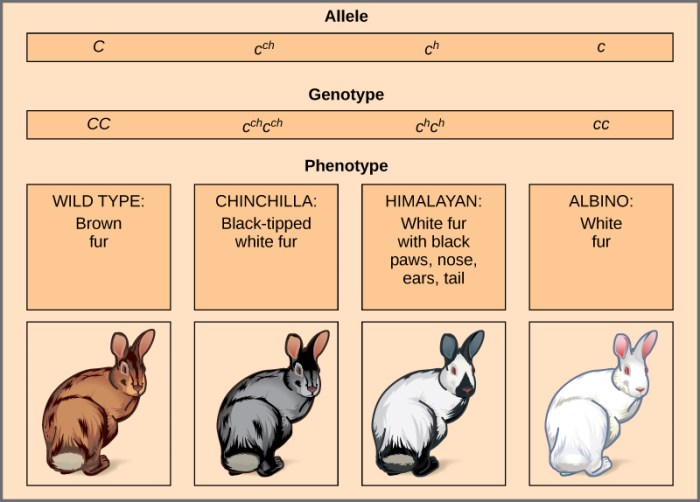 Codominance and multiple alleles answer key