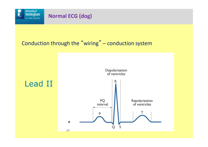 Ecg drawing electrocardiogram physiology draw glossary drawings physiological leads know paintingvalley