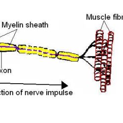 The anatomy of a nerve impulse worksheet