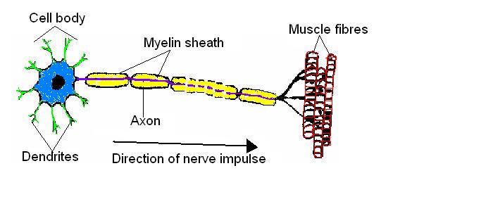 The anatomy of a nerve impulse worksheet