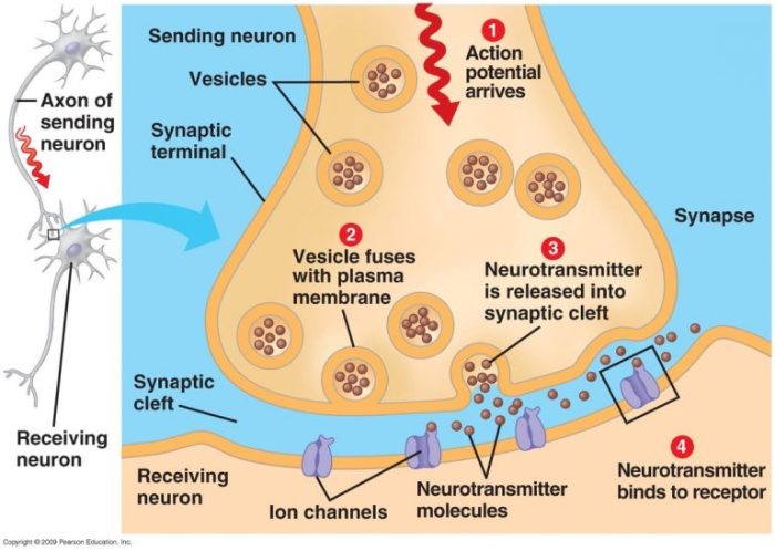 The anatomy of a nerve impulse worksheet