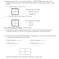 Monohybrid cross practice answer key