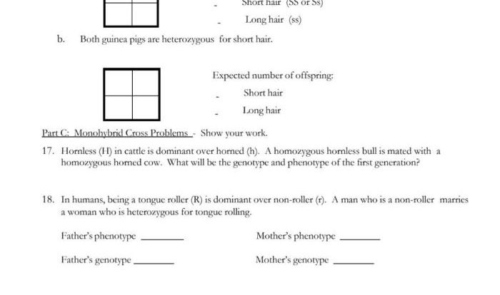 Monohybrid cross practice answer key