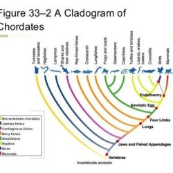 Section 33-3 form and function in chordates