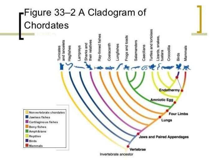 Section 33-3 form and function in chordates