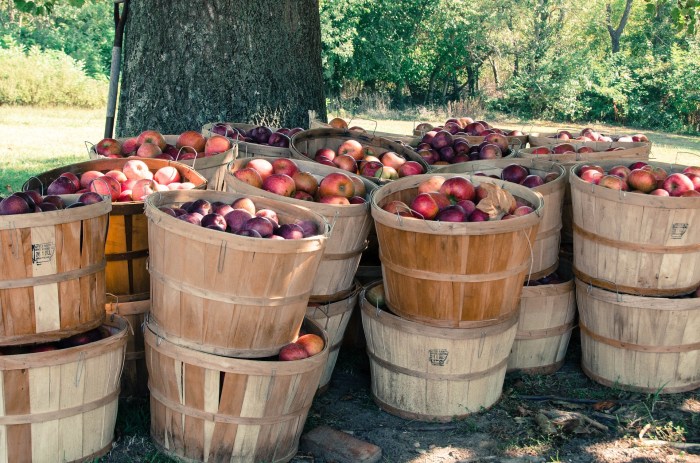 Price for a bushel of apples