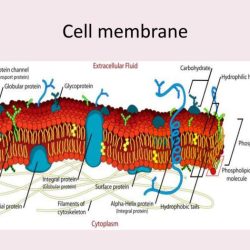 Cell membrane and transport webquest