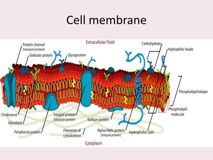 Cell membrane and transport webquest