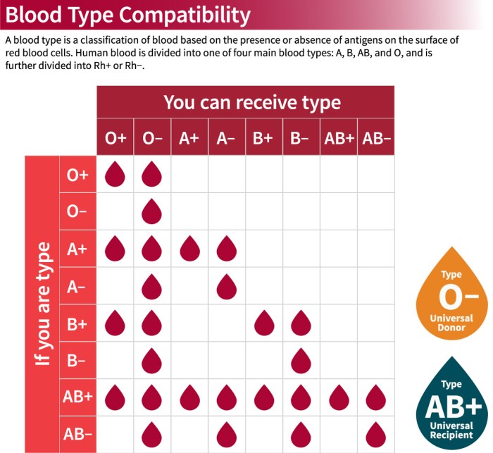 Blood types and donation possibilities worksheet a