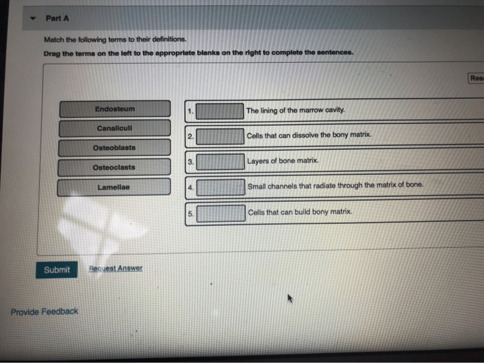 Terms drag left appropriate right following blanks define sentences complete solved part involved transcribed chegg identical which cells gene genetic