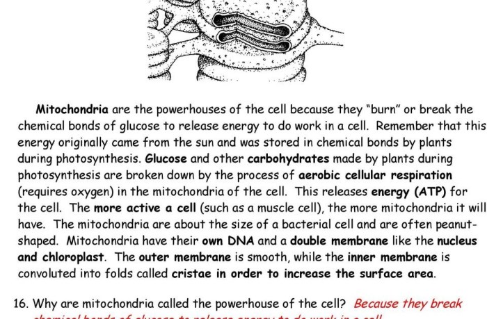 Mitochondrial mysteries the origins of organelles answer key