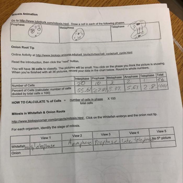 Onion root tip mitosis lab report pdf answer key