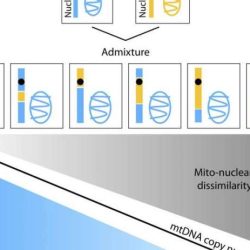 Mitochondrial mysteries the origins of organelles answer key