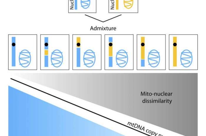 Mitochondrial mysteries the origins of organelles answer key