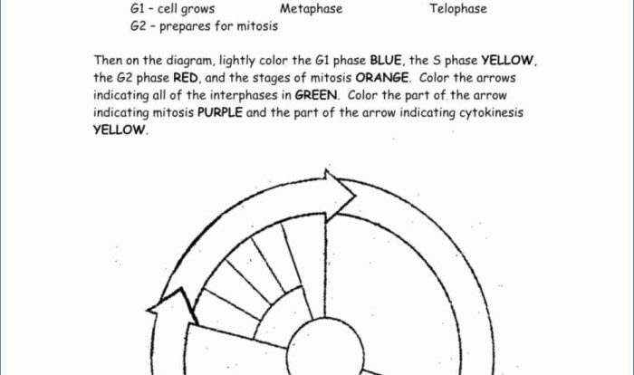 Dna replication coloring worksheet answers