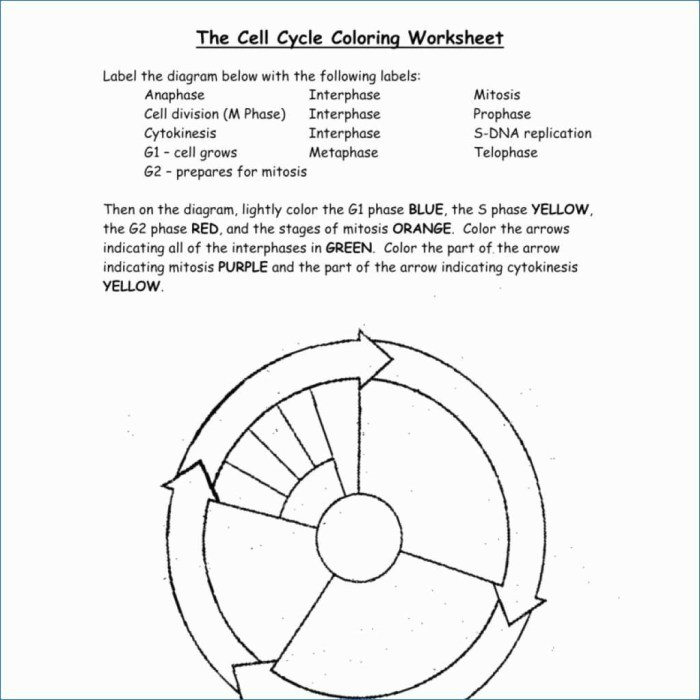 Dna replication coloring worksheet answers